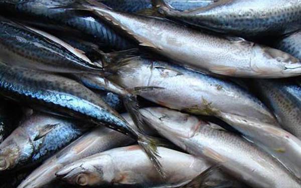 鲭鱼王是什么鱼?