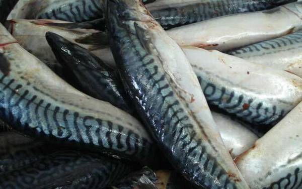 鲭鱼王是什么鱼?