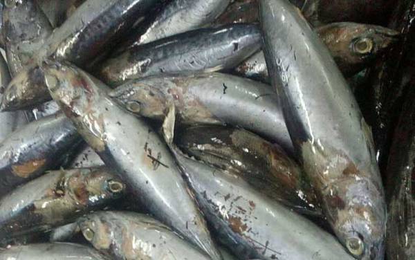 鲭鱼王是什么鱼?