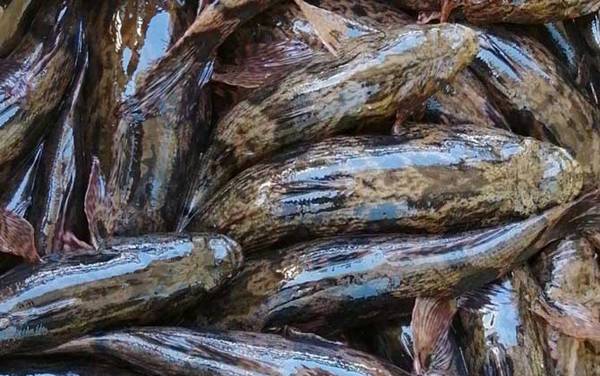 笋壳鱼是什么鱼?