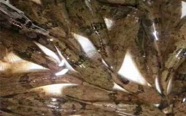 笋壳鱼是什么鱼?