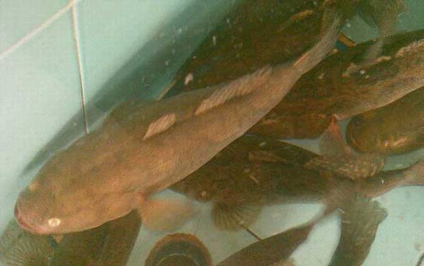 笋壳鱼是什么鱼?