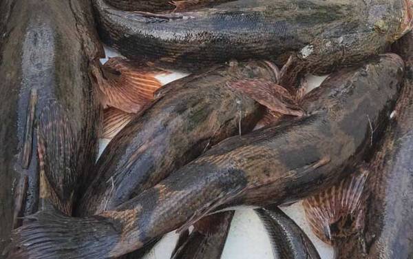 笋壳鱼是什么鱼?