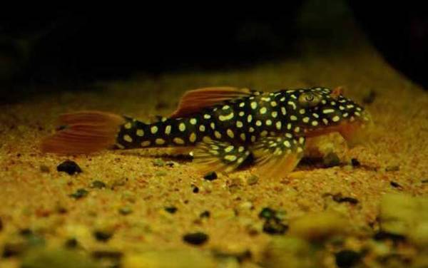 热带鱼怎么养长的快?