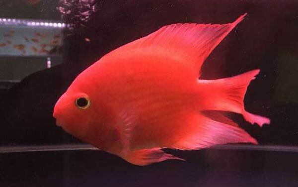 热带鱼一般生活在哪里?