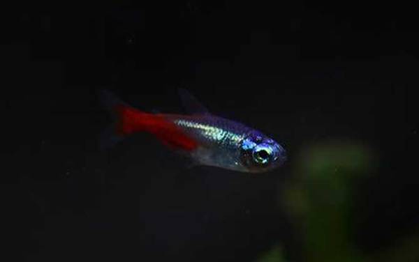 热带鱼一般生活在哪里?