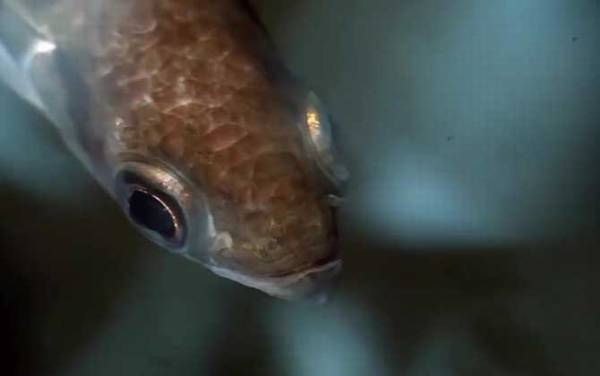 射水鱼是什么鱼?