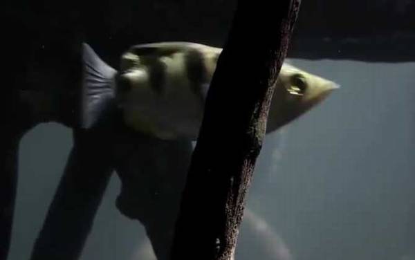 射水鱼是什么鱼?