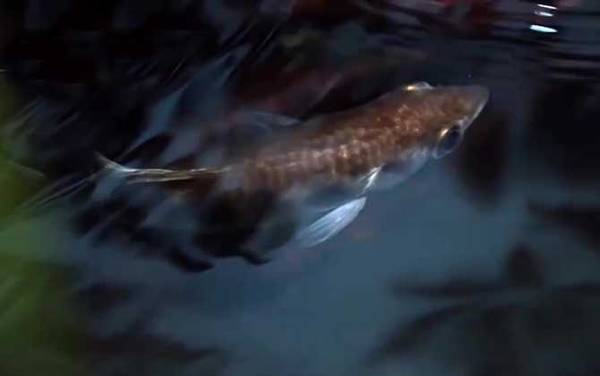 射水鱼是什么鱼?