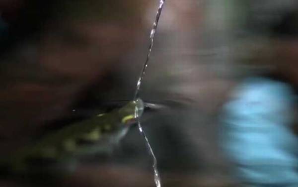 射水鱼是什么鱼?