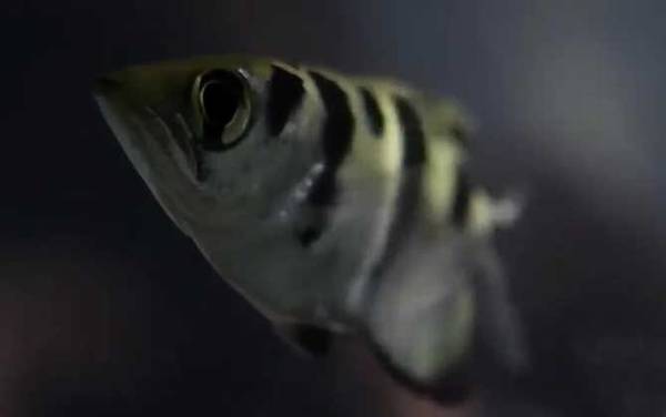 射水鱼是什么鱼?