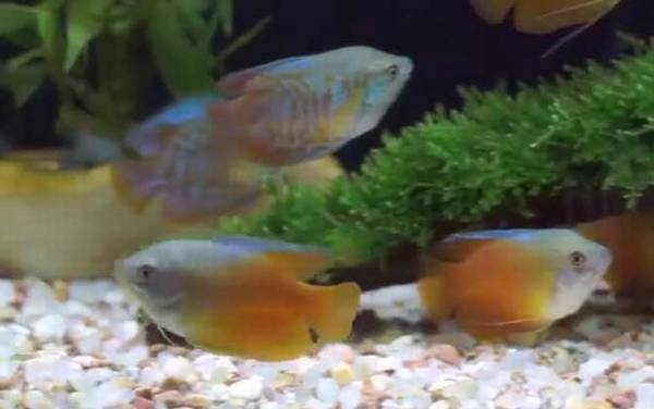 丽丽鱼是什么鱼?