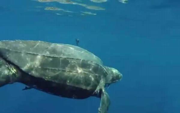 世界上体型最大的海龟是什么龟?