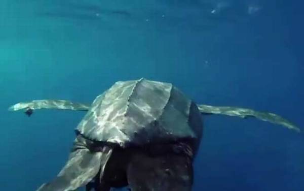 世界上体型最大的海龟是什么龟?