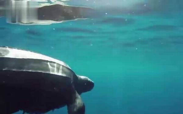 世界上体型最大的海龟是什么龟?