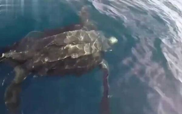 世界上体型最大的海龟是什么龟?