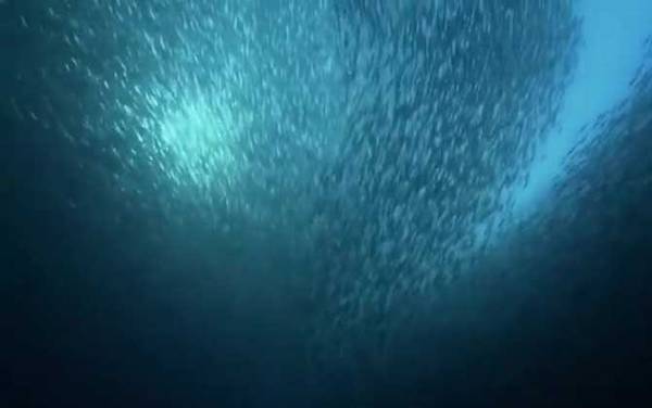 沙丁鱼是什么鱼?