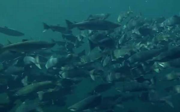 三文鱼价格多少钱一斤?