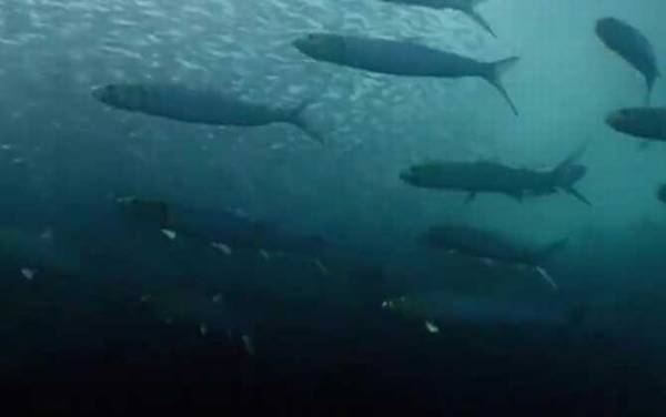 沙丁鱼效应是什么意思?