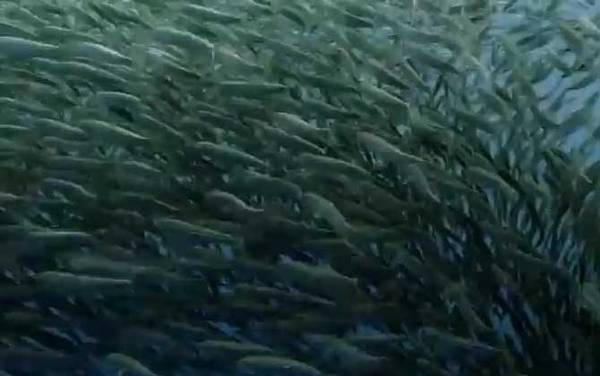 沙丁鱼效应是什么意思?