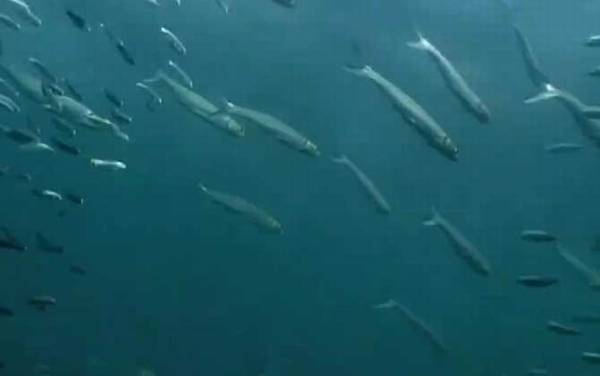 沙丁鱼效应是什么意思?