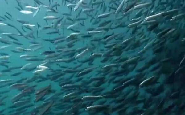 沙丁鱼效应是什么意思?