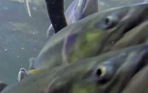 三文鱼是什么鱼?