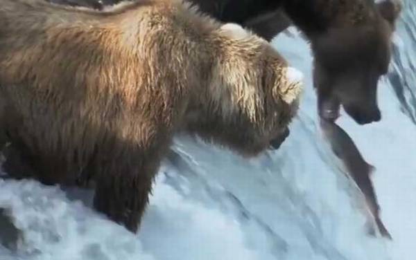 三文鱼是什么鱼?