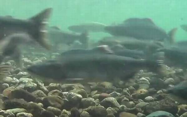 三文鱼是什么鱼?