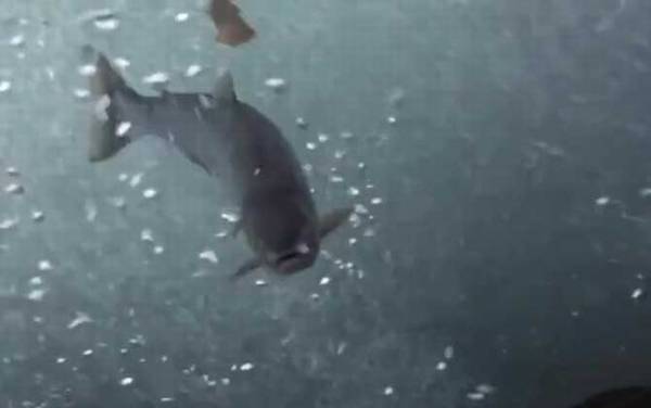 三文鱼是什么鱼?