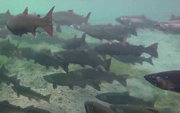 三文鱼寄生虫多吗?