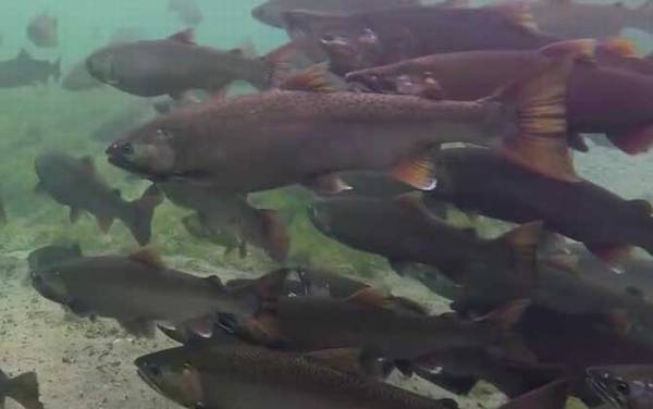 三文鱼寄生虫多吗?