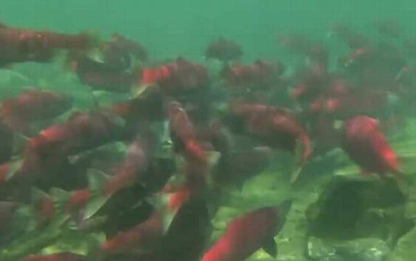 三文鱼寄生虫多吗?