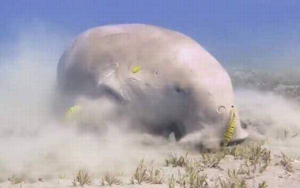 儒艮是什么动物?