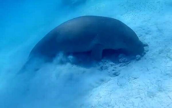 儒艮是什么动物?