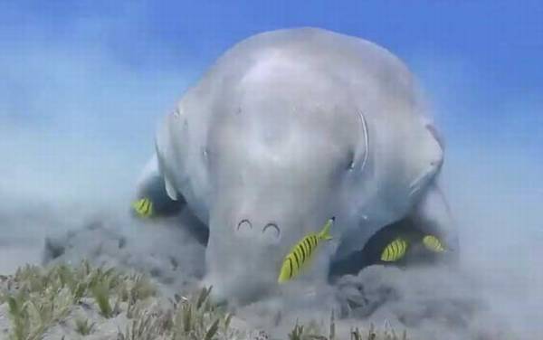 儒艮是什么动物?