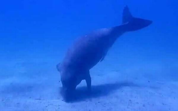 儒艮为什么叫美人鱼?