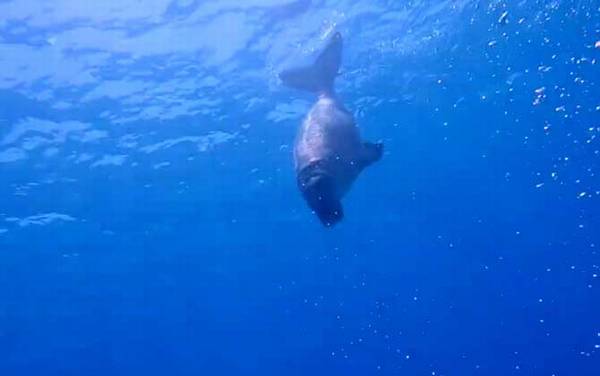 儒艮为什么叫美人鱼?