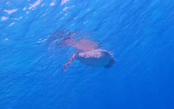 儒艮为什么叫美人鱼?