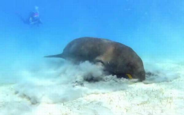 儒艮为什么叫美人鱼?