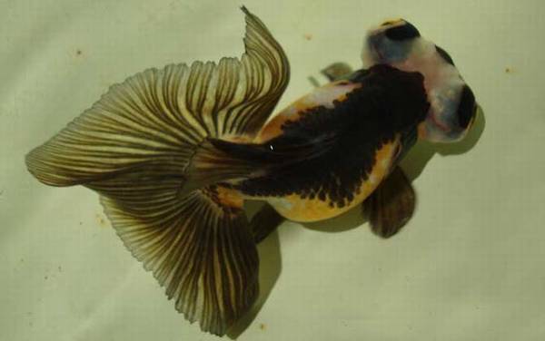 鱼的记忆真的只有7秒吗?