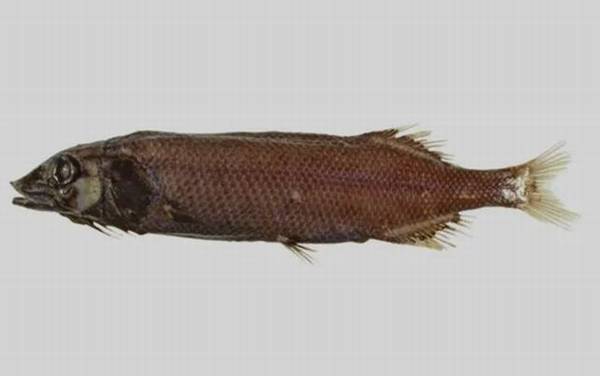 深海鱼种类及图片大全