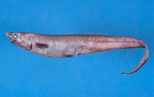 深海鱼种类及图片大全