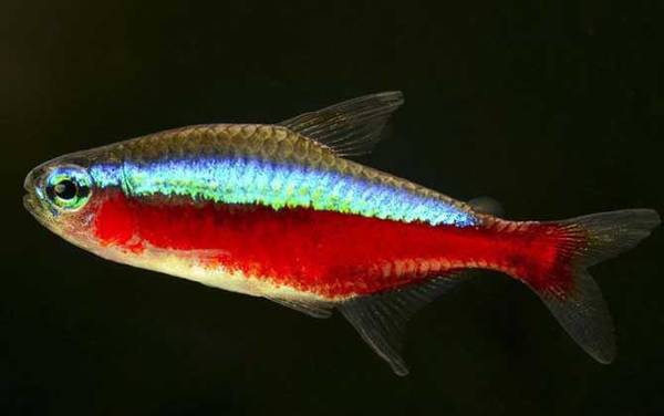 鱼的记忆真的只有7秒吗?