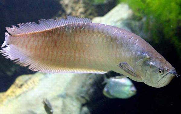 鱼的记忆真的只有7秒吗?