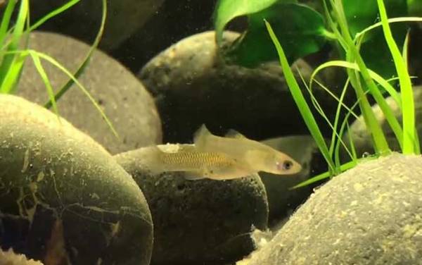 食蚊鱼是什么鱼?