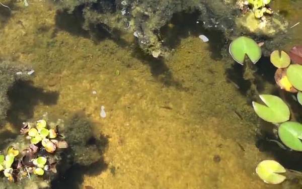 食蚊鱼是什么鱼?