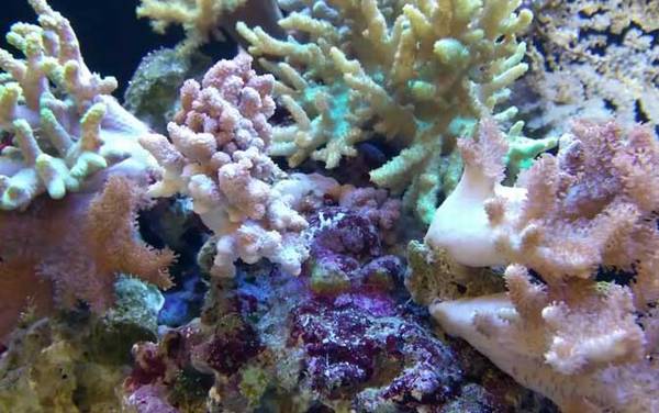 珊瑚是什么意思?