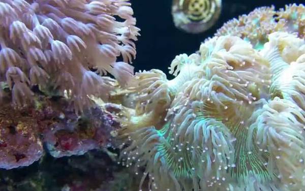 珊瑚是什么意思?