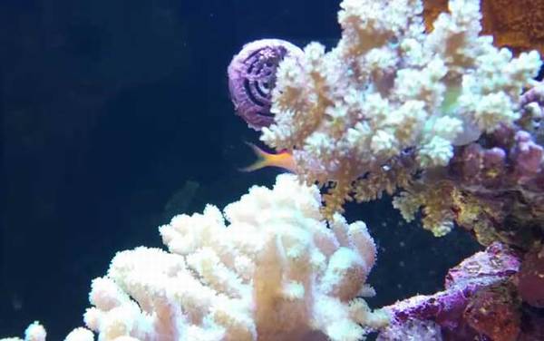 珊瑚、珊瑚虫、珊瑚礁的区别